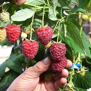 Малина Полесье, малиновое дерево