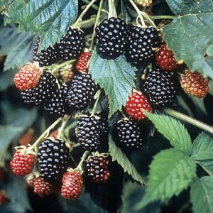 Ежевика Тройная Корона Ежевика Тройная Корона