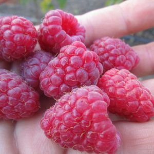 Малина Жаклин