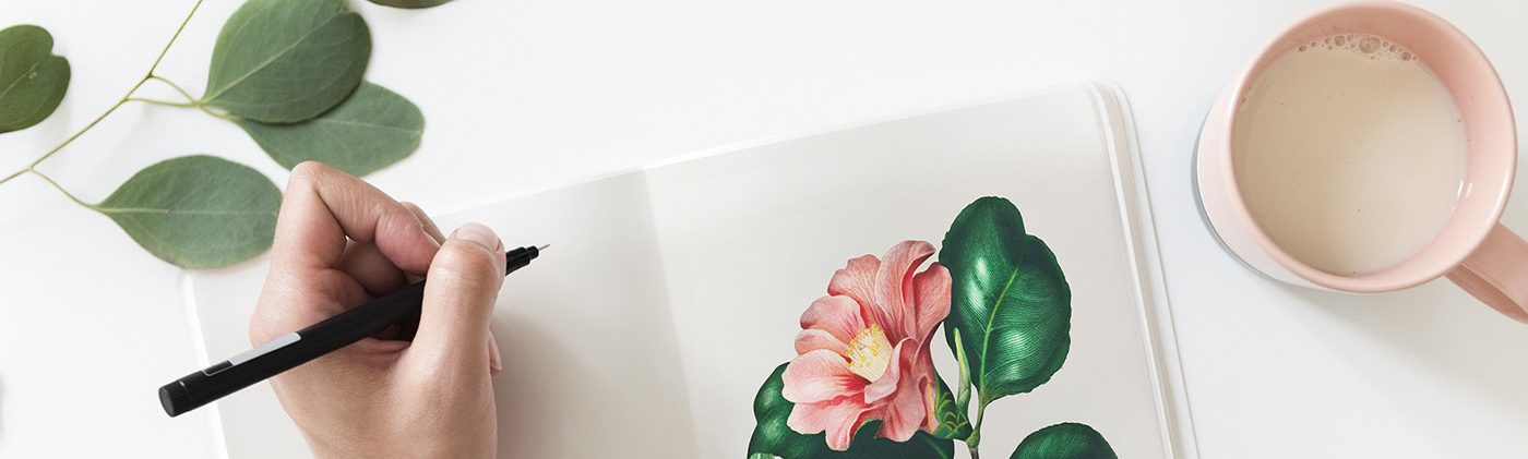 Ежевика Каддо САЖЕНЦЫРУ.РФ