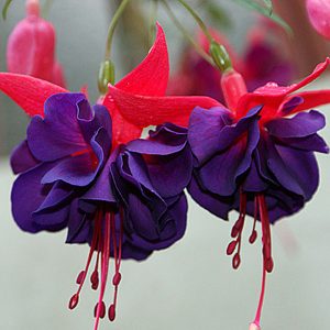 ФУКСИЯ DARK EYES