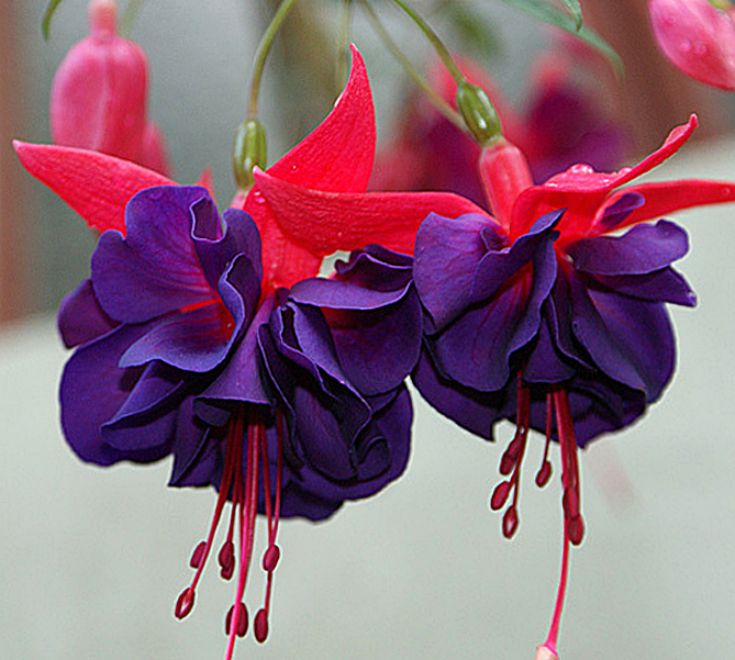 ФУКСИЯ DARK EYES ФУКСИЯ DARK EYES