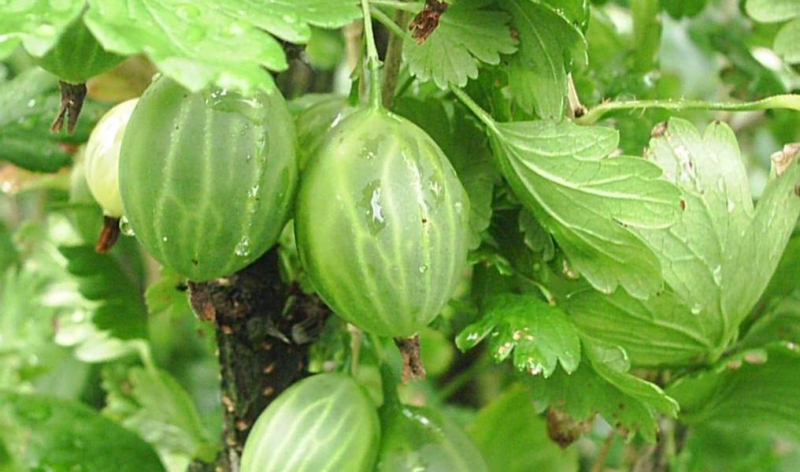 Крыжовник Зелёный бутылочный