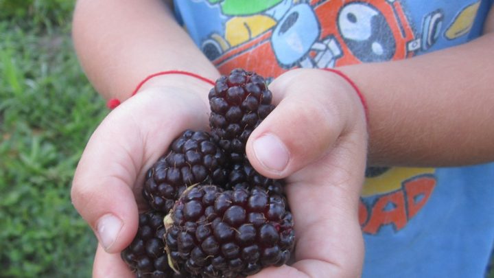 Саженцы Бойсенберри