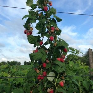 Малина Дельбар Монифик