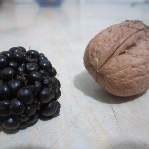 Ежевика Фридом Prime-Ark Freedom