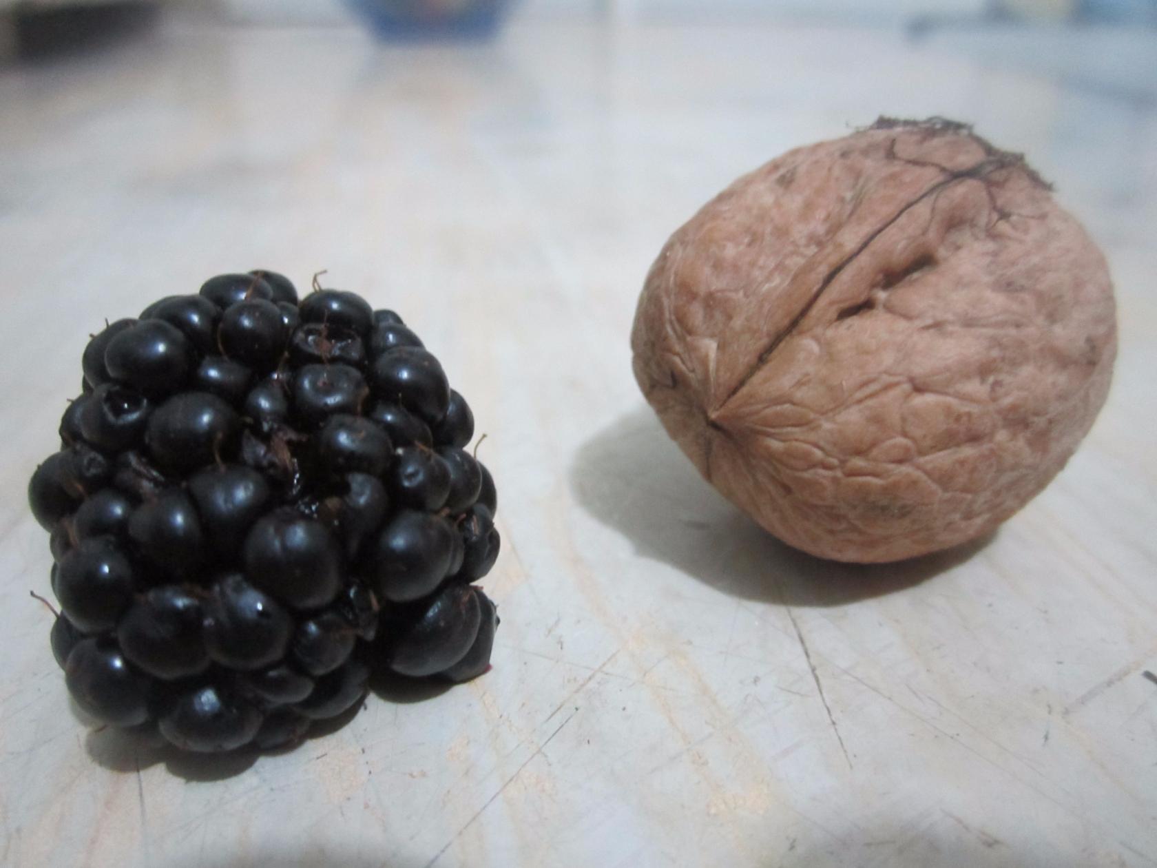 Ежевика Фридом Prime-Ark Freedom Ежевика Фридом Prime-Ark Freedom