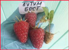 Малина Отем Бест