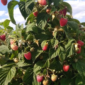 Малина Отем Фест (Autumn First)