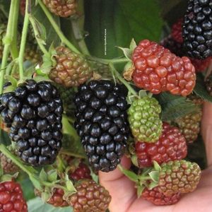 Ежевика Небеса могут подождать ("Heaven Can Wait")