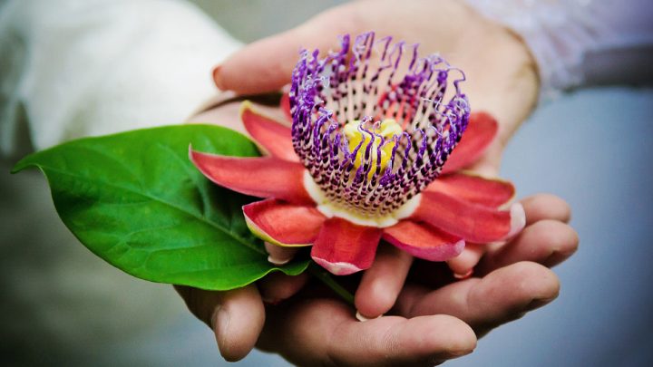 Морозоустойчивые пассифлоры