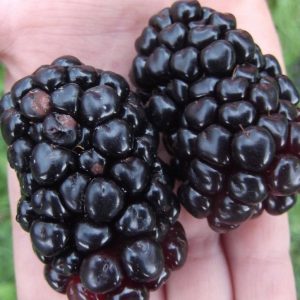 Ежевика Киова