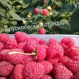 Малина Брусиловский стандарт Малина Брусиловский стандарт - это новый сорт высокоурожайной ремонтантной малины