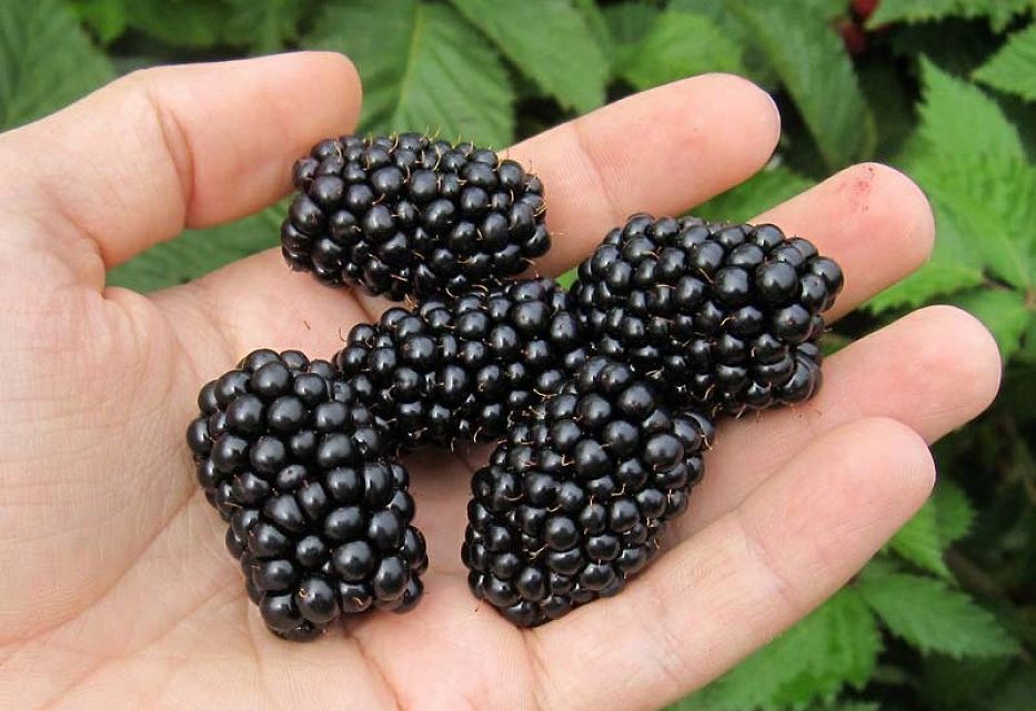 Eжевика Чачанска Бестрна