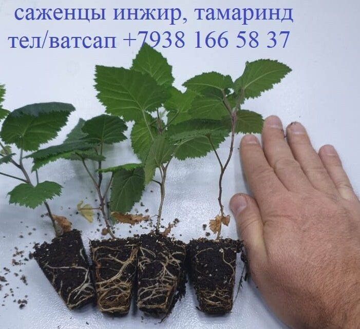 Нас к себе манила...ягода малина...Можно ли заработать на продаже ягоды и саженцев? купить саженцы ежевики