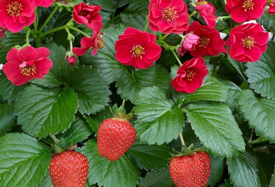 Правила Оформление заказа