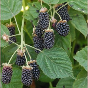 Ежевика Коламбия Санрайз (Columbia Sunrise)