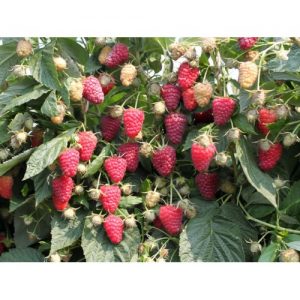 Малина Амира «Восточная Принцесса»