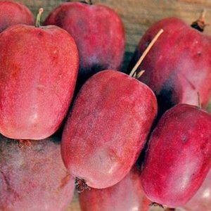 Актинидия Аргута Пурпурная Садовая