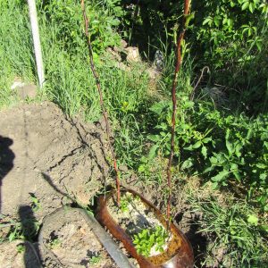 Малина Овация