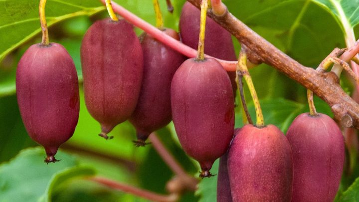 Актинидия Аргута