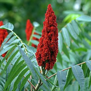 Сумах Оленерогий или Уксусное Дерево