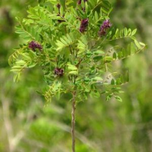 Аморфа Синяя