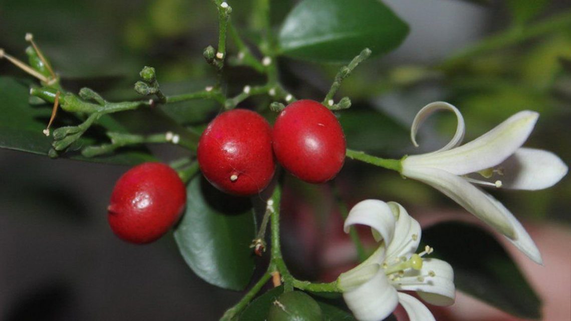 Мурайя: источник красоты и аромата