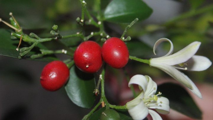 Мурайя: источник красоты и аромата