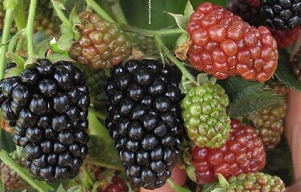 Ежевика Небеса могут подождать ("Heaven Can Wait")