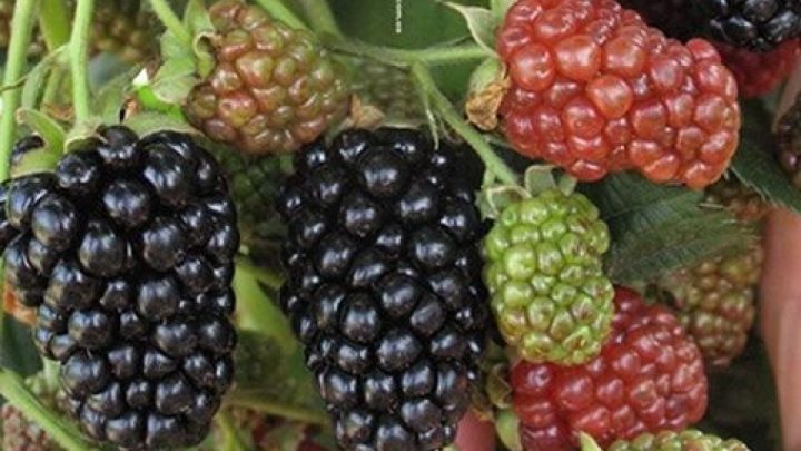 Ежевика Небеса могут подождать ("Heaven Can Wait")