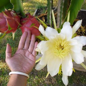 Питахайя — экзотический фрукт причудливой формы со вкусом, напоминающим киви