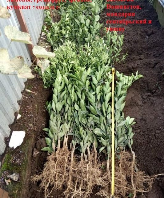 лимон саженцы