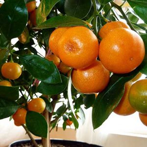 Апельсин вашингтон