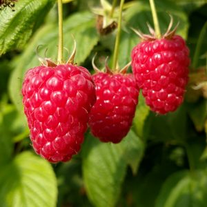 малина энросадира саженцы купить