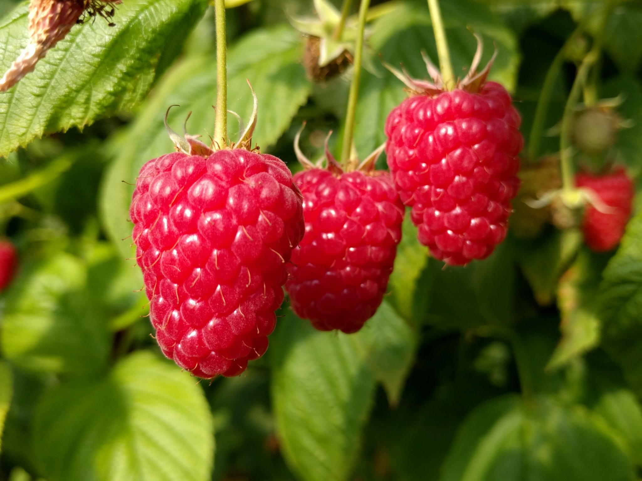 Малина Энросадира малина энросадира саженцы купить