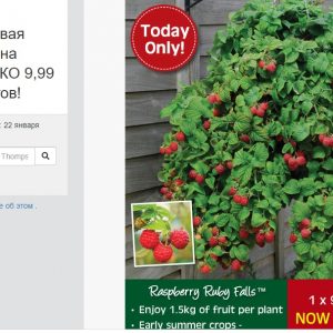 купить саженцы Малина Рубифол