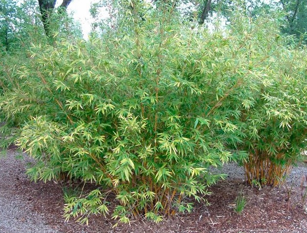 Бамбук Фаргезия Мюриели Fargesia Murielae Бамбук Фаргезия Мюриели Fargesia Murielae