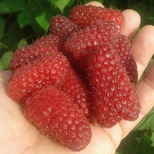 малина пшехиба