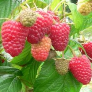 Малина Мапема