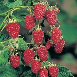 Саженцы малины Октавия Саженцы малины Октавия