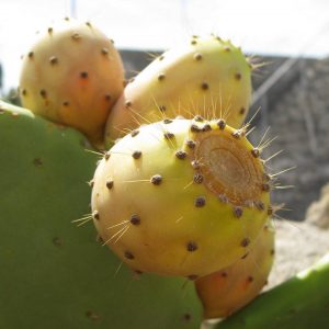 Опунция - съедобный кактус