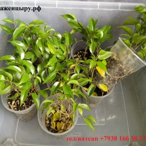 Фикус Бенджамина