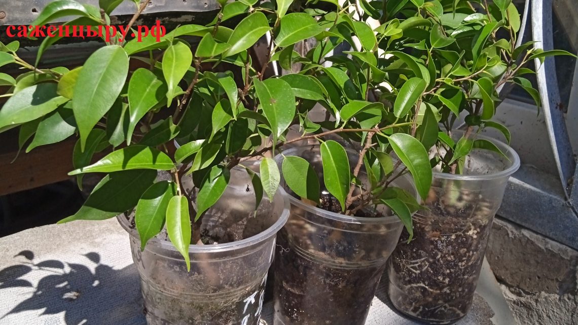 Фикус Бенджамина Фикус Бенджамина