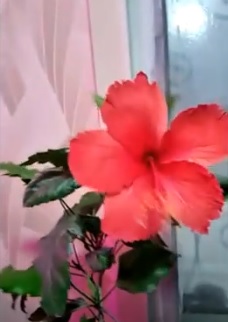 Китайская роза