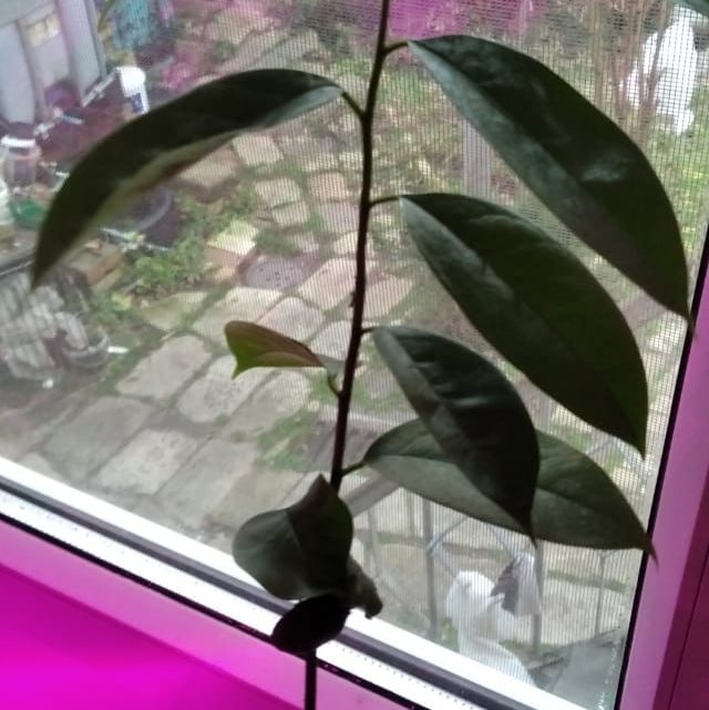 Саусеп - сметанное яблоко саусеп, сметанное яблоко, аннона