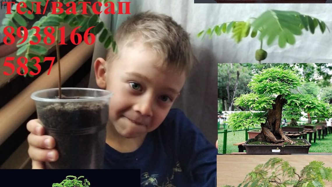 саженцы купить